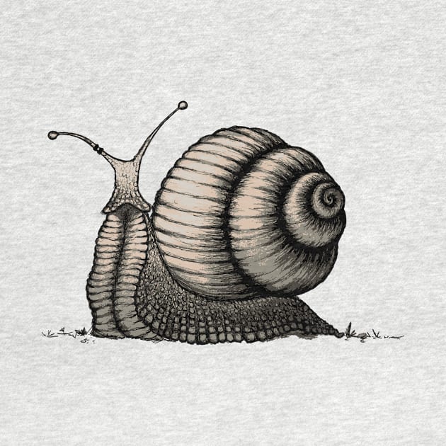 Snail by mangulica